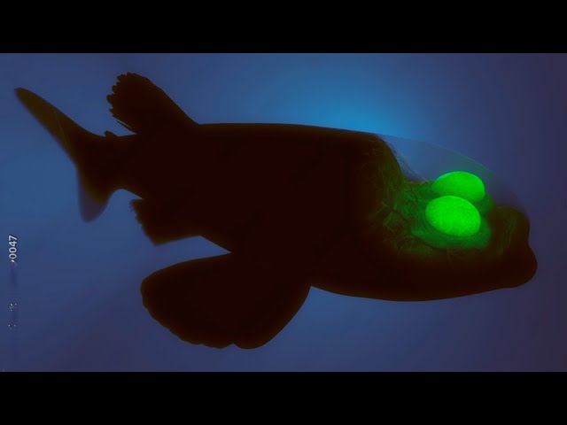 The Insane Biology of The Barreleye Fish!