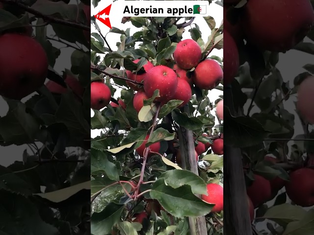 Algerian apple