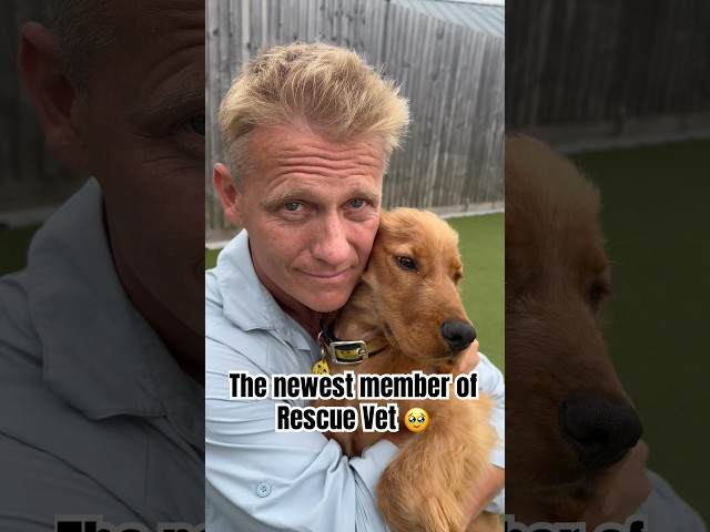 Dr Scott adopts a dog! 🥹🥲Welcome Mango, the newest member of Rescue Vet ❤️ #rescuedog #shorts