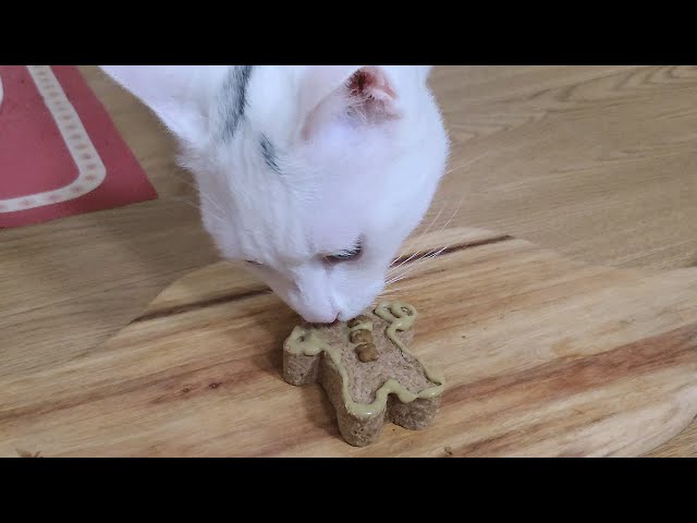 고양이 크리스마스 케이크🍰