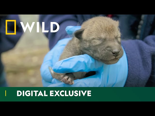 Newborn Wolf Pups Get First Checkup | Secrets Of The Zoo | National Geographic Wild UK