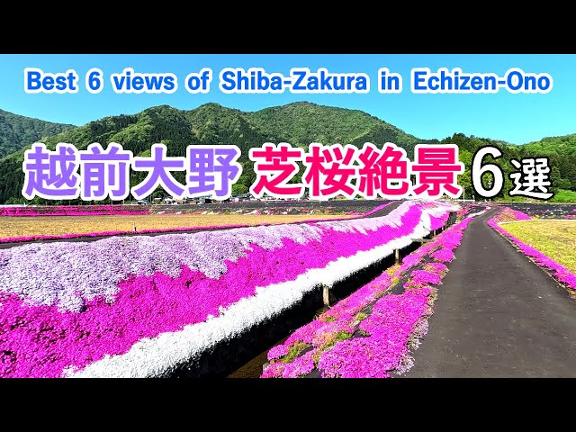 Best 6 superb views of Shiba-Zakura in Echizen-Ono, Japan [ 4K ]