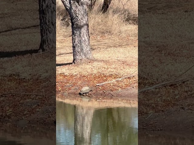 Live Oak city Park walking trails