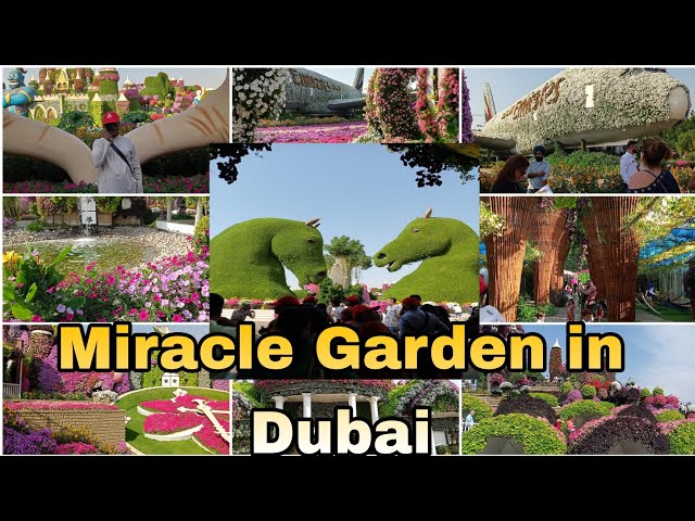 World 's Largest Flower Garden in Dubai |  Dubai miracle Garden| Aan tourism @Lv lavanya world