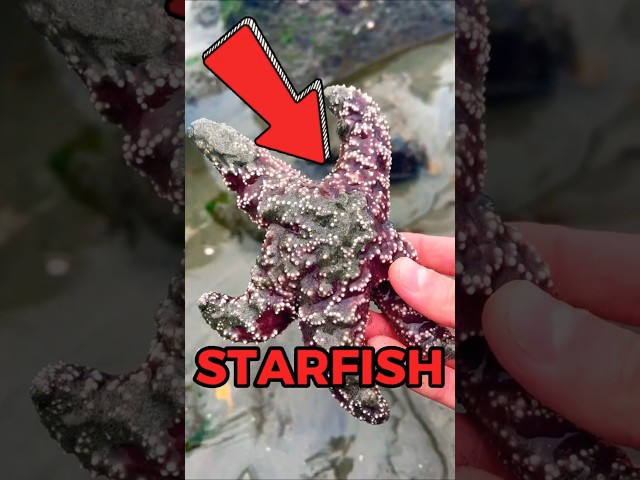 Do Not Touch This Starfish! 😱