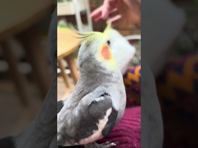 How do cockatiels use body language? 😂 #cockatiel #parrot #birds #cute