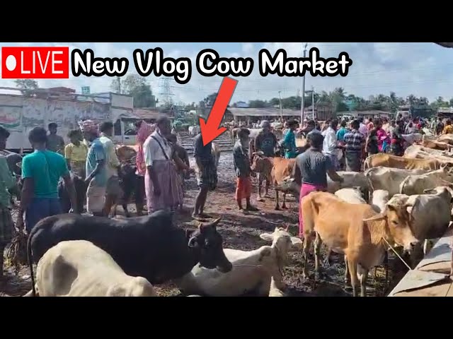 Cow Market Kolkata || cow market new live video || cow market #cowmarket #crazyvlog