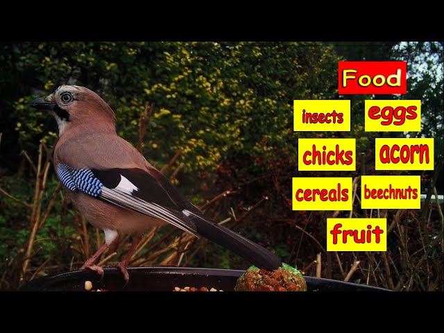 Jays and Suet 🧈