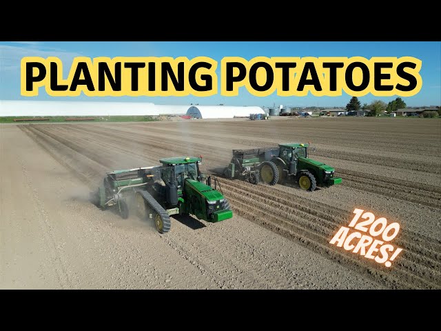 Potato Planting: Massive Fields, Powerful Machinery! John Deere tractors! Lockwood Planters!