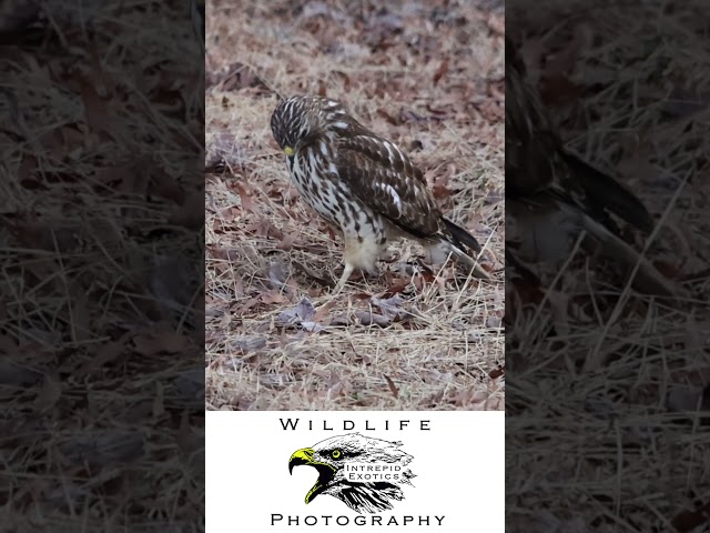 Confused Hawk Searches For The Prey That Got Away