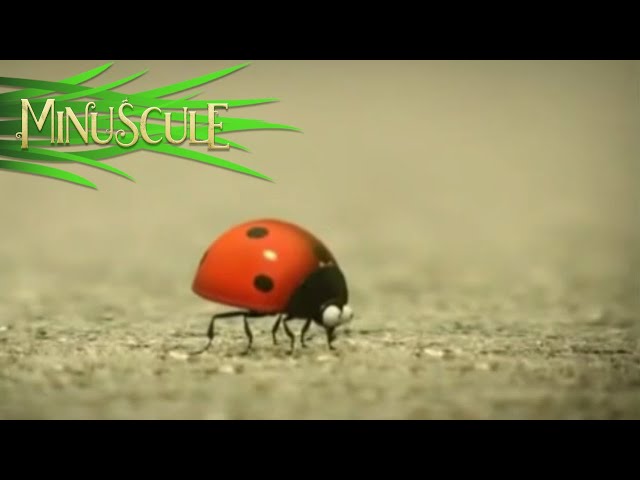 Minuscule - Best Of Ladybug / Best Of Coccinelle