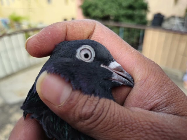 #pigeonforsale #bangalorecitypigeon #trendingvideos24samsungGalaxy  #karnataka #India