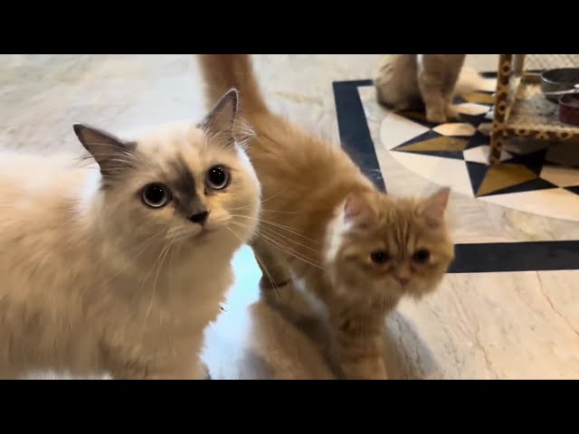 Cats Running In The Lounge | Cats Family