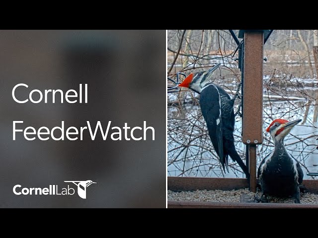 Live Birds In 4K! Cornell Lab FeederWatch Cam at Sapsucker Woods