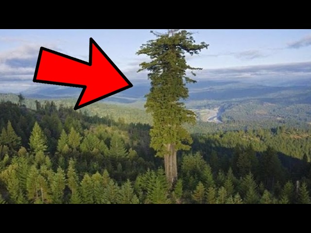 The Most Dangerous Tree On Earth Is Bigger Than You Imagine