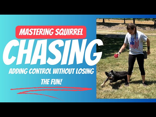 Mastering Squirrel Chasing: Adding Control Without Losing the Fun!