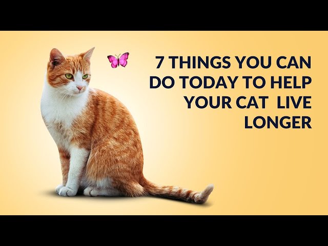 7 Actions to Extend Your Cat's Lifespan. #petcare #catlovers