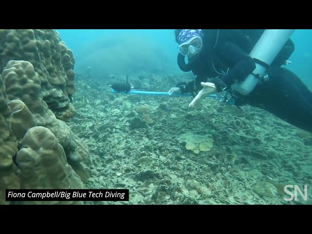 Researchers record fish sounds underwater | Science News