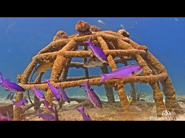 Shoal of purple Creole Wrasse gather around the underwater webcam at Harbour Village Bonaire.