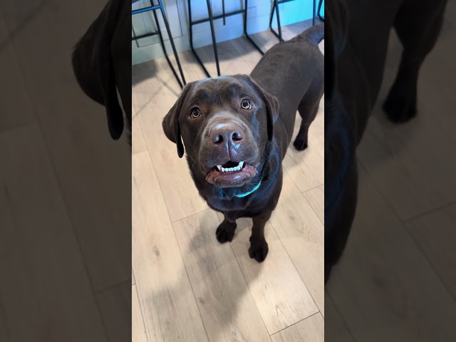 🤣🤣🤣 #puppy #labradoretriever #funnydog #dogvideos #cutedog