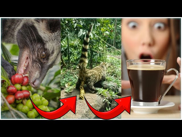 Most EXPENSIVE COFFEE in the World: Civet Cat Poop Coffee (Kopi luwak)