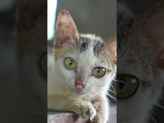 20 cats have been saved from the cat meat trade #animalrescue #VietNam #cats #shorts