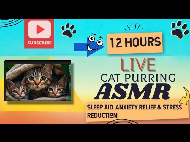 12 Hours | Cat Purring ASMR💤 ADD TO YOUR PLAYLIST FOR DEEP SLEEP 😴 💕