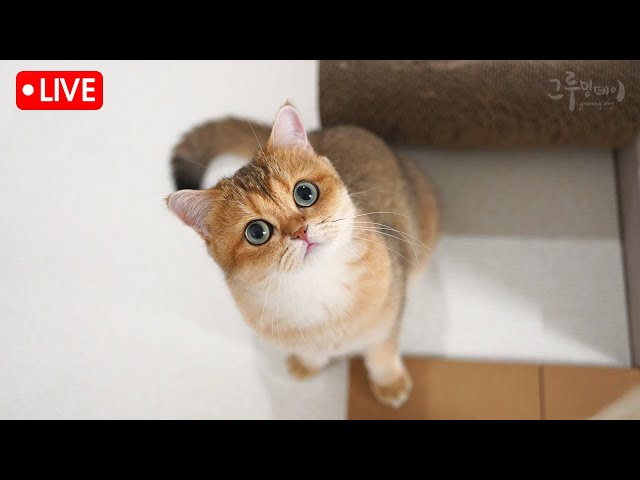 깜짝 라이브!! 2가지 좋은소식이 있어요~! 자기전 베리,코비 보기~^^