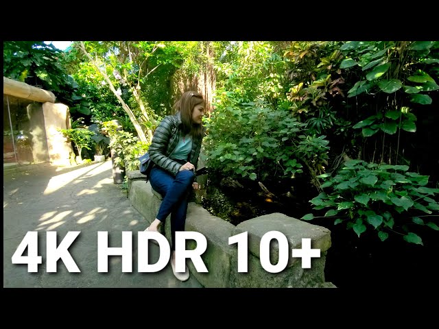 ♥️ Nature Sounds Forest in 4K HDR 10 Plus