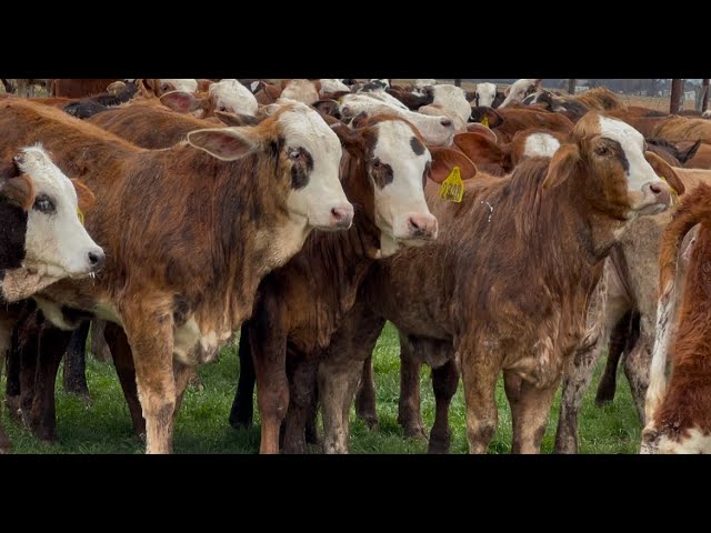 J&J Cattle Co: Tigerstripe & Chocolate Braford Replacement Heifers