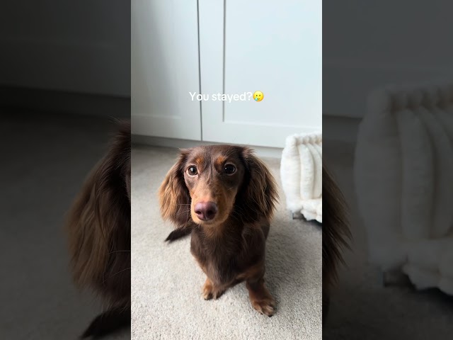 What do you guys think?🤍 #minidachshund #dachshund #miniaturedachshund #sausagedog