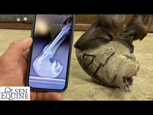 Amazing Life Changing Donkey Hoof Trimming with Lee Olsen Certified Journeyman Farrier