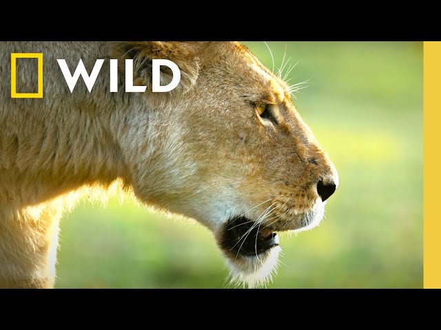 🔴 LIVE: Leading Ladies of the Wild | QUEENS (Full Season 1 Marathon) | Nat Geo Animals