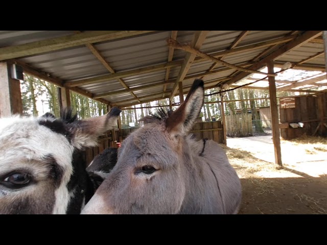 Esel im Tierpark März 2023 Funny Donkey 3D VR 180°