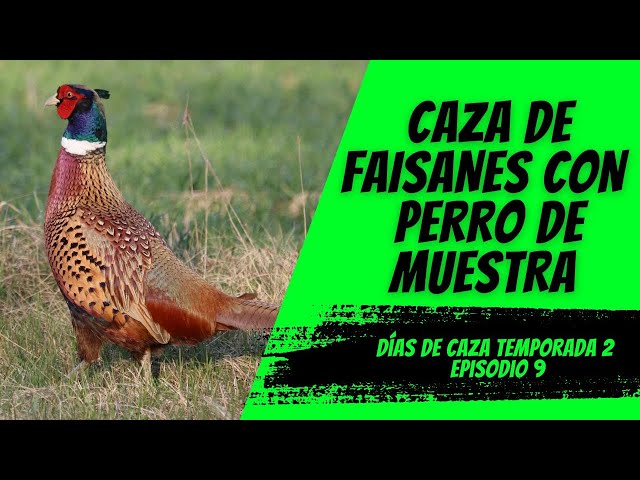 ESPECTACULAR CAZA DE FAISANES CON PERRO DE MUESTRA