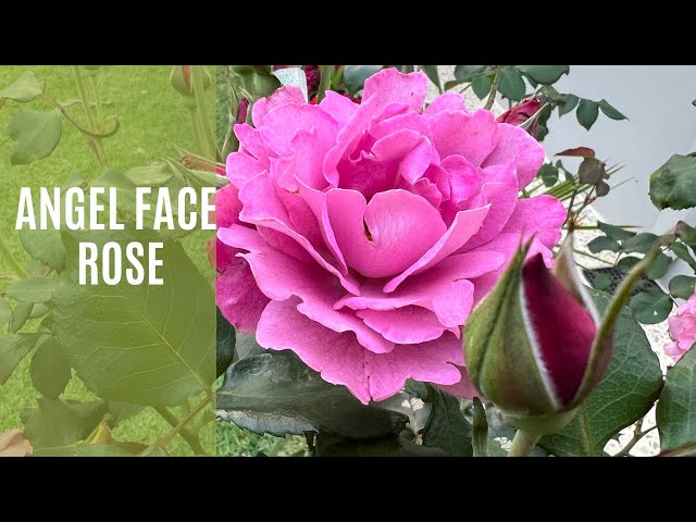 Angel Face Floribunda Rose | Mauve Colour Fragrant Rose #rose #flowers #garden #nature #australia