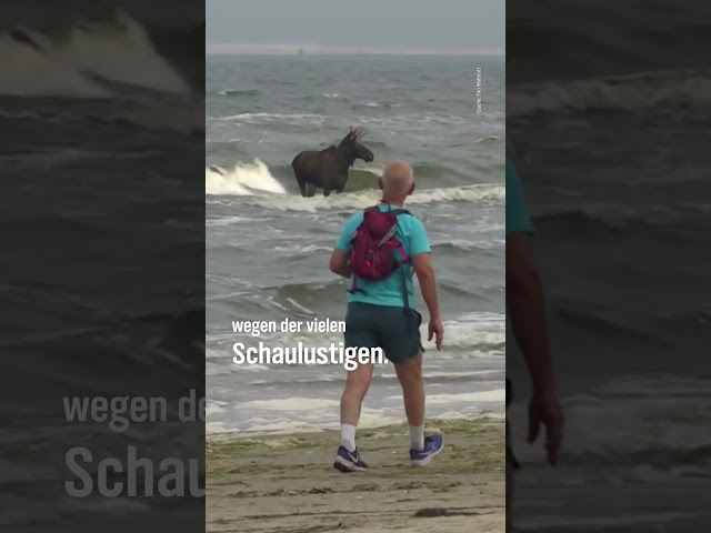 🫎🏊‍♀️ Elch schwimmt nach Usedom #shorts #tiere #ostsee