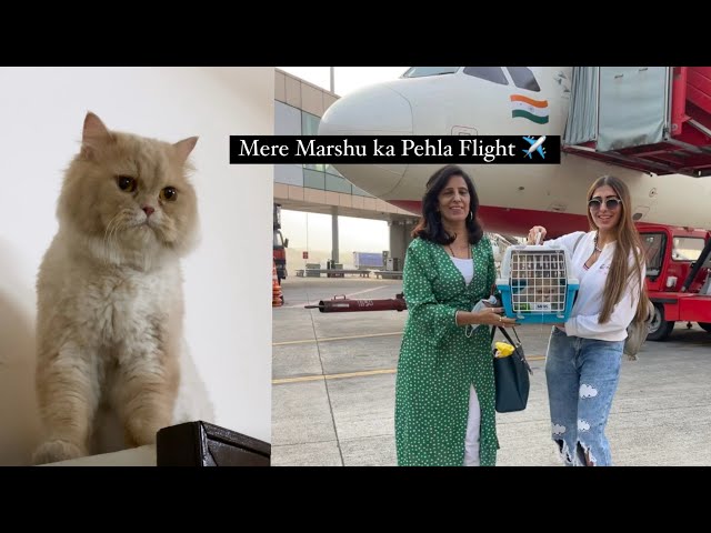 Best Flight To Travel with your Pet || Useful Information || Ruma Sharma || Pet in Flight