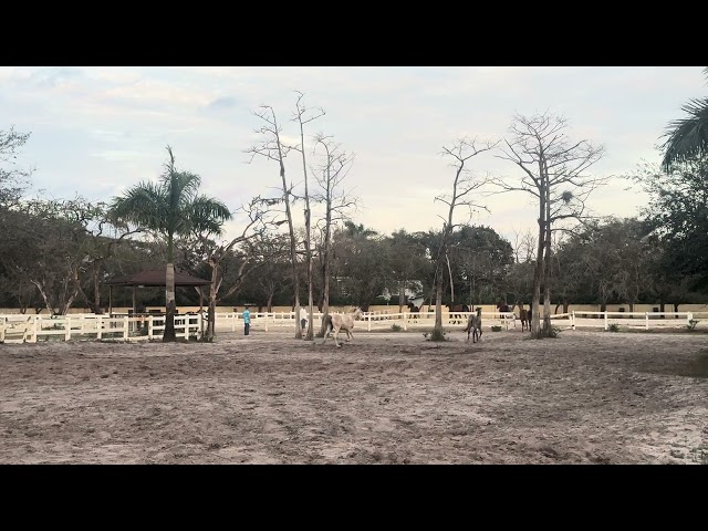 Horses Playing and Running in a Green Pasture