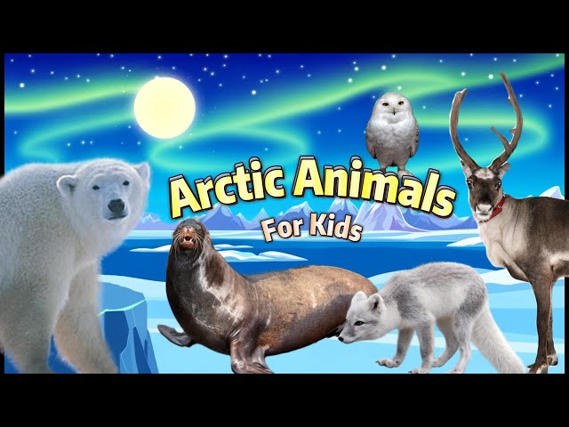 Arctic Adventures For Kids! ❄️ Discover the Cool & Captivating Ploar Friends 🐾🌨️