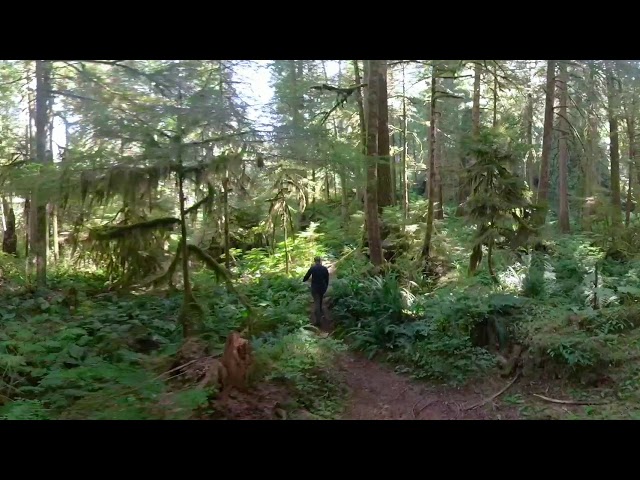 Walking the Carbon River Rainforest Trail 360