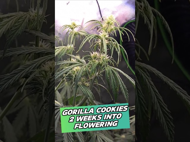 Gorilla Cookies Autoflower From FastBuds Is A BEAST Of A Cannabis Plant!!