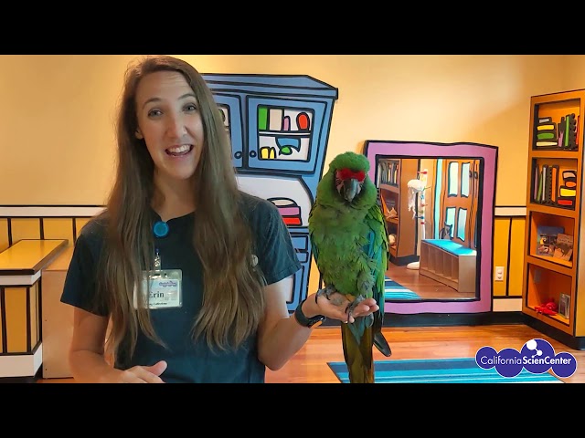 Amazing Macaw - Stuck at Home Science | California Science Center