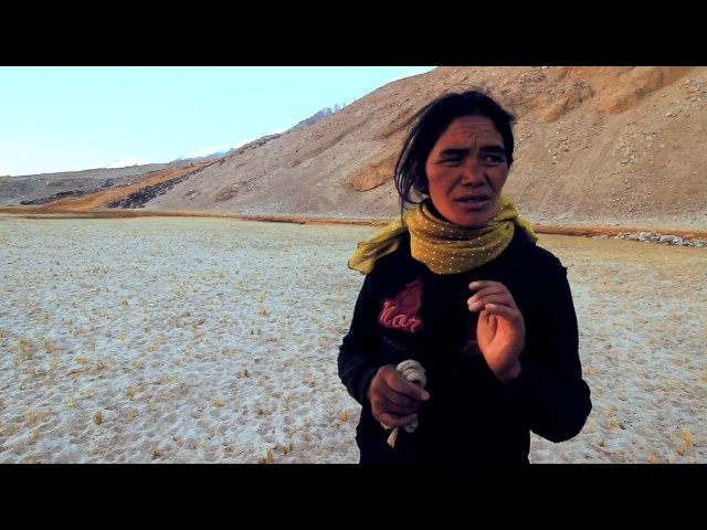 Ladakh Diaries - Ep 3 Sheep Girl - Snow Leopard