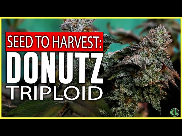 Donutz Triploid Grow Seed to Harvest in a VGrow Smart Grow Box