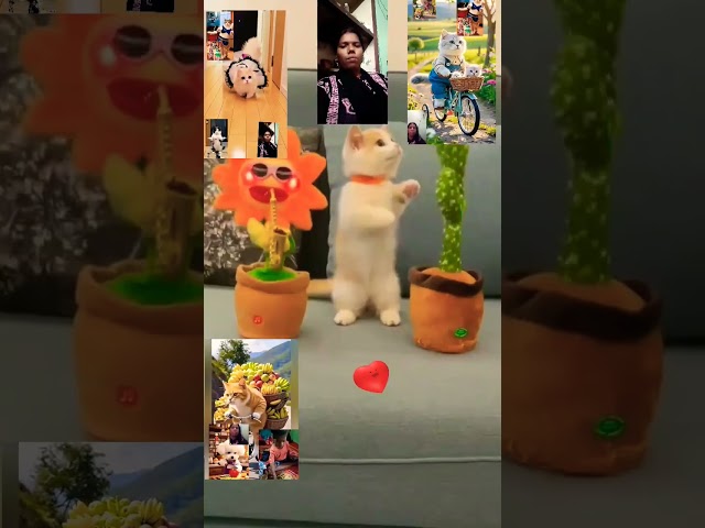 18 February 2025#cat#dance#cute #😽😦🥰😁❤️🤪🥴💛😘💜😂❣️💙💙💚💚😍🙂💕😚😆😚❣️😂🥀❣️💚#youtube