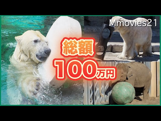 Looks fun! Animals playing with big toys