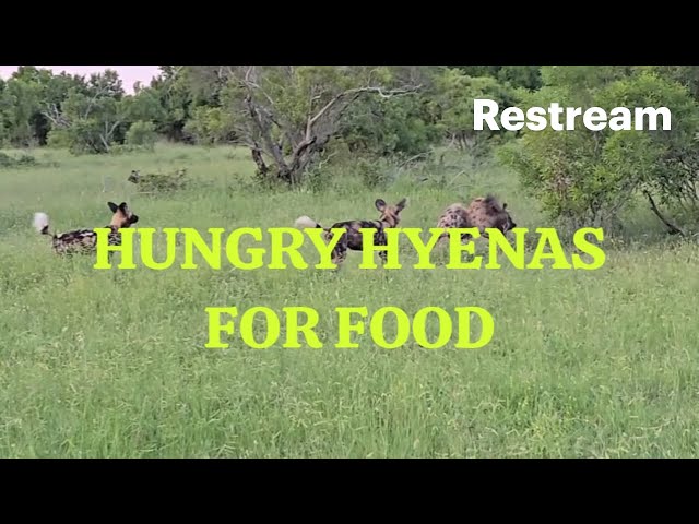 HYENAS VS WILD DOGS  HUNGRY FOR FOOD