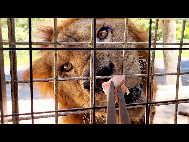 Feeding the lions directly!? Japan's Amazing Safari Park!! | Oita African Safari🦁