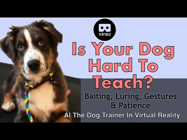 Is your dog hard to teach? Baiting, Luring, Gestures & Patience. VR Dog Training